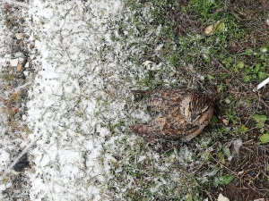 ’Puhu Kuşu’ Donmaktan Son Anda Kurtuldu
