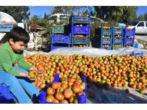 Datçalı Domates Üreticisinin Yüzü Güldü