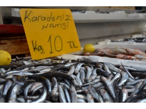 Balıkçılar Uyardı: Hamsi Fiyatı Yükselişe Geçebilir