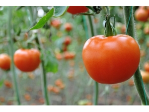 Domateste Kış Maliyeti Yükseltti, Fiyatı Düşürdü