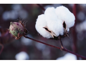 Pamukta Çıkış Yolu Aranıyor