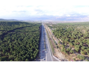 Orman Zengini Kahramanmaraş