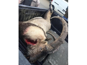 Vurulup, Saklanan Dağ Keçisi Bulundu