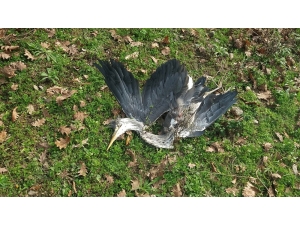 Beykoz’da Karabatak Ve Avlanması Yasak Olan Gri Balıkçıl Kuşu Zevk İçin Vuruldu