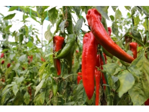 Ekmeğini Sisten Kazanıyor