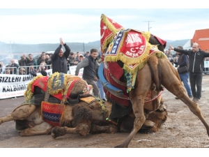 Ayvalık’ta 14. Geleneksel Deve Güreşleri Coşkusu