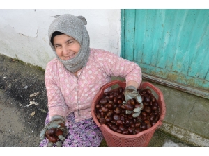 Denizli’nin Bin Rakımlı Köyünden Arap Ülkelerine Kestane İhracatı