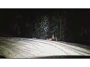 Yüksek Kesimlerdeki Kar Yağışı Yaban Hayatı Zorluyor