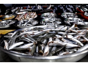 Karadeniz’de Ucuz Hamside Sona Geliniyor