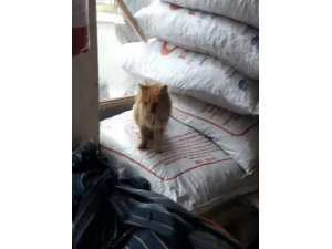 Vitrinle Çuvallar Arasında Sıkışan Kedi Günler Sonra Fark Edildi