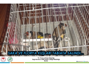 Antalya’da Saka Ve Florya Kuşları Doğaya Salındı