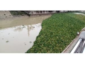 Su Canavarları Asi Nehri’ni Yeniden İstila Etti