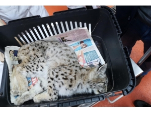 Bitkin Halde Bulunan Yavru Vaşak Koruma Altına Alındı