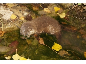 Koruma Altındaki Su Samuru Görüntülendi