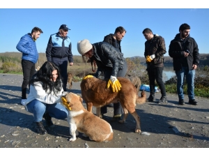 Kartepel’de Öğrencilerin Sokak Hayvanı Sevgisi