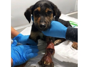 Yaralı Kedi Ve Yavru Köpekten İyi Haberler Geldi