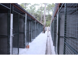 Sevimli Dostlara Yeni Odalar