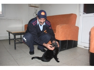 Motor Arasından Kurtarılmıştı, O Kedi İtfaiyenin Maskotu Oldu