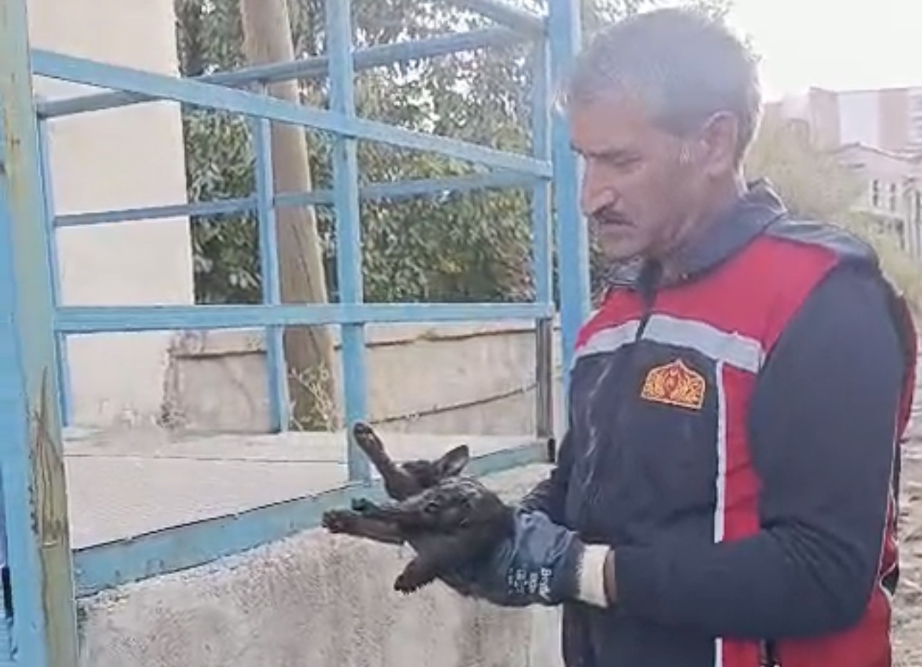 yuksekova-da-aracta-mahsur-kalan-kedi-kurtarildi