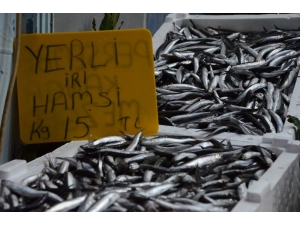 Karadeniz’de Yerli Hamsinin Fiyatı Yükseliyor