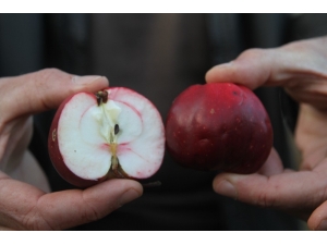 "İçi Ve Dışı Kırmızı Elma" Tescillendi