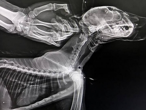 Yaralı Vaşak Kars’ta Tedavi Altına Alındı