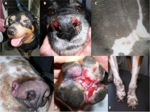 Köpeğinizle Tatile Çıkarken Dikkatli Olun