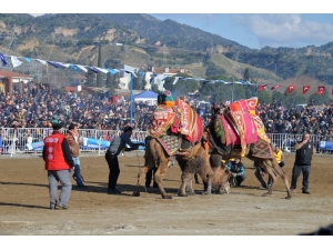 Aydın’da Deva Güreşi Geleneği Yaşatılıyor