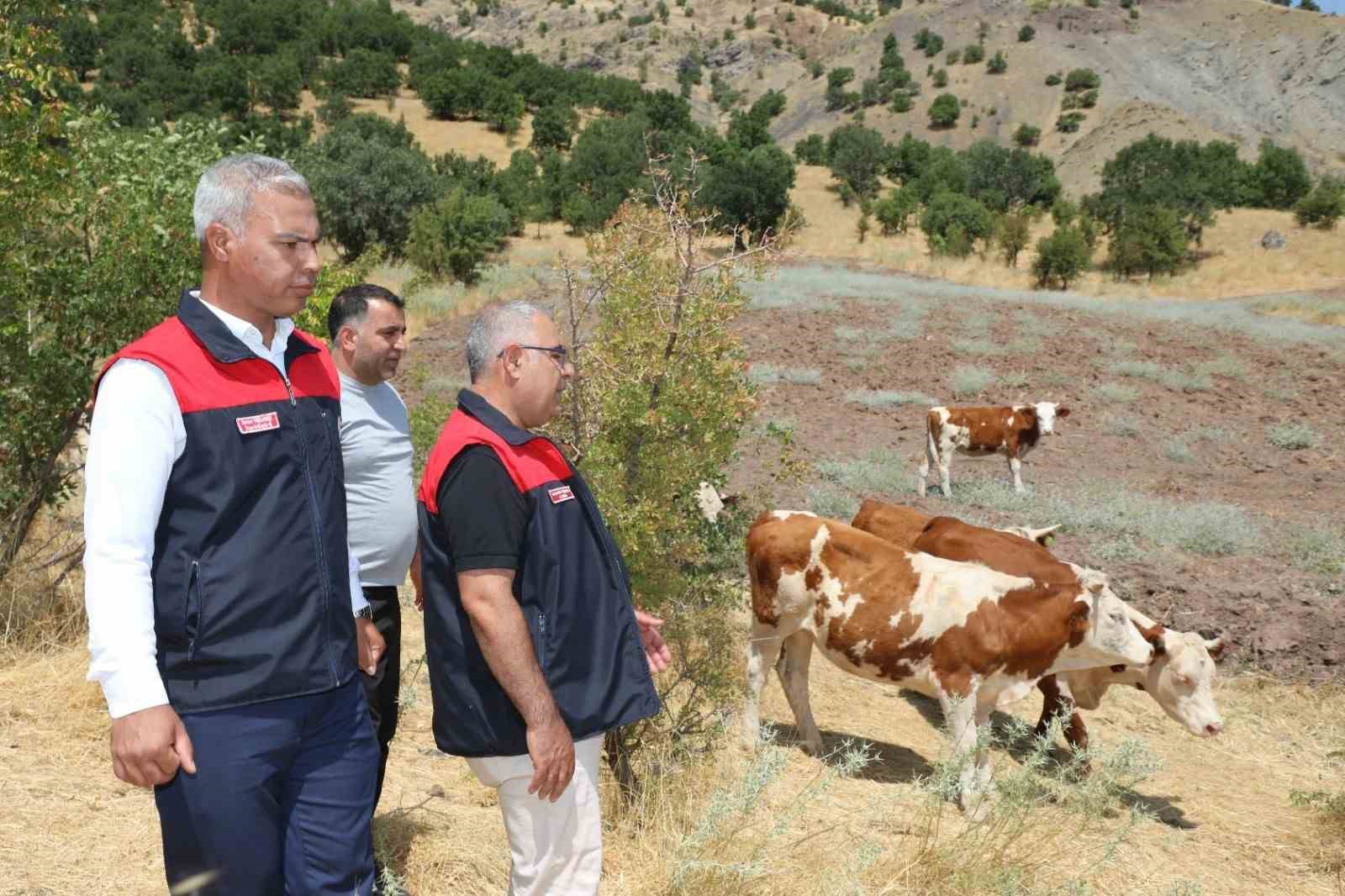 elazig-kirsalda-bereket-hayvanciliga-destek-projesi-suruyor