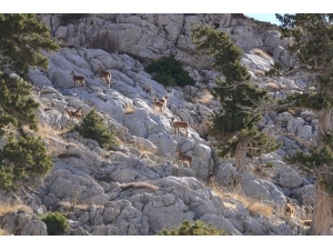 Yaban Keçisi Envanter Çalışmaları