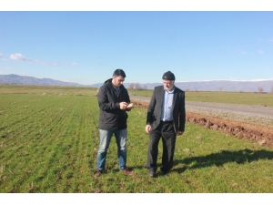 Fazla Yağmur Ekinlere Zarar Veriyor