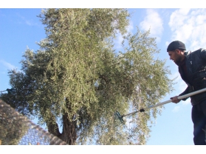 Zeytin Hasadına Yeniden Başladı