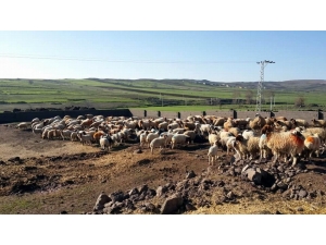 Üreticiye Destek Sürüyor