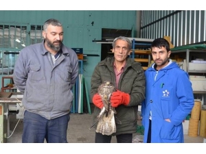 Yaralı Atmaca Tedavi Altına Alındı