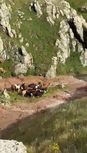 kagizman-da-sele-kapilan-5-buyukbas-hayvan-telef-oldu
