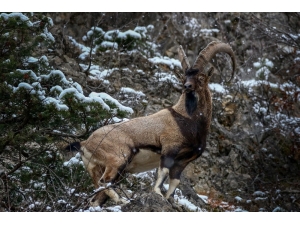 Gümüşhane Dağlarının Süsü Yaban Keçilerinin Her Hali Kameralarda