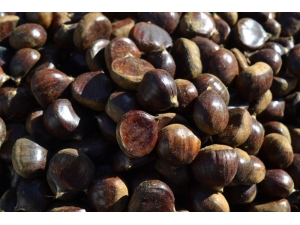 Sobalar Kestaneyi, Kestaneler Cebi Yakıyor