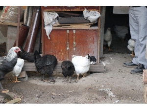 Kedi İle Tavukların Dostluğu