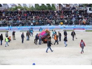 Demre’de Deve Güreşi Heyecanı Yaşandı