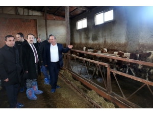Vali Pehlivan Besi Ve Süt Hayvancılığı İşletmesini Ziyaret Etti