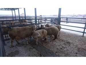 Canlı Hayvan Pazarı Borsası Bölgede Ekonomiyi Canlandırdı