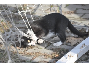 Trafik Kazasında Ölen Kedinin Yavrusuna, Tesis Sorumlusu Sahip Çıktı