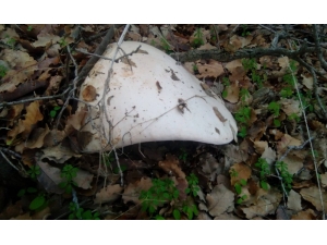 Dev Mantar Vatandaşların İlgi Odağı Oldu