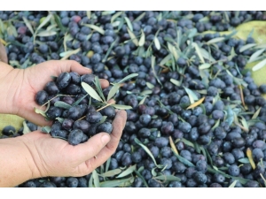 Marmarabirlik Yüzleri Güldürdü