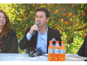 Bodrum Mandalina Hasat Festivali Başlıyor