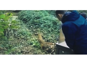 Bursa’da Tedavi Olan Hayvanlar Yaban Hayata Böyle Döndü