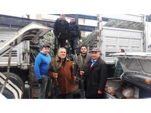 Kırkağaç’ta Ziraat Odası Zeytin Fidanı Dağıtımına Başladı