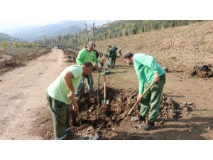Umuttepe Kampüsü 10 Bin Ağaçla Yeşilleniyor