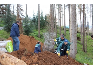 Atatürk Köşkü Ormanı’nda ’12 Dişli’nin Kuruttuğu Kesilen Ağaçların Yerine Yenileri Dikilmeye Başladı