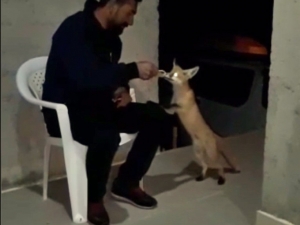 Evine Gelen Tilkiyi Eliyle Besledi